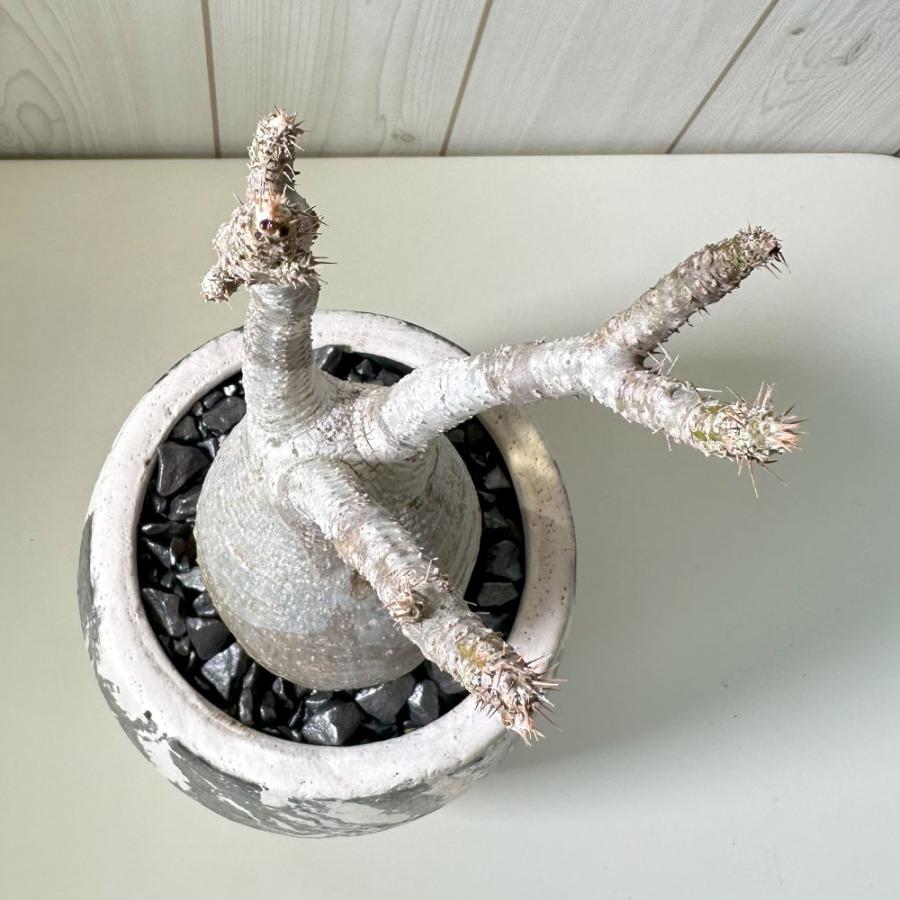 観葉植物 おしゃれ パキポディウム ロスラーツム グラキリス 【現品