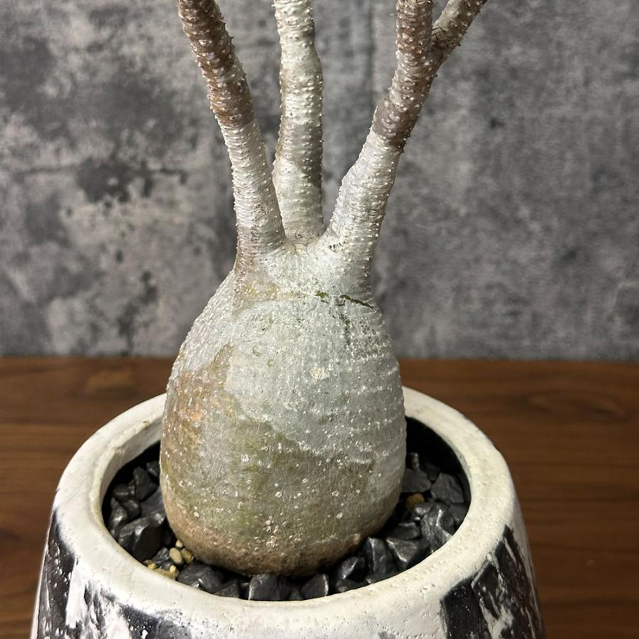 観葉植物 お中元 おしゃれ パキポディウム ロスラーツム グラキリス