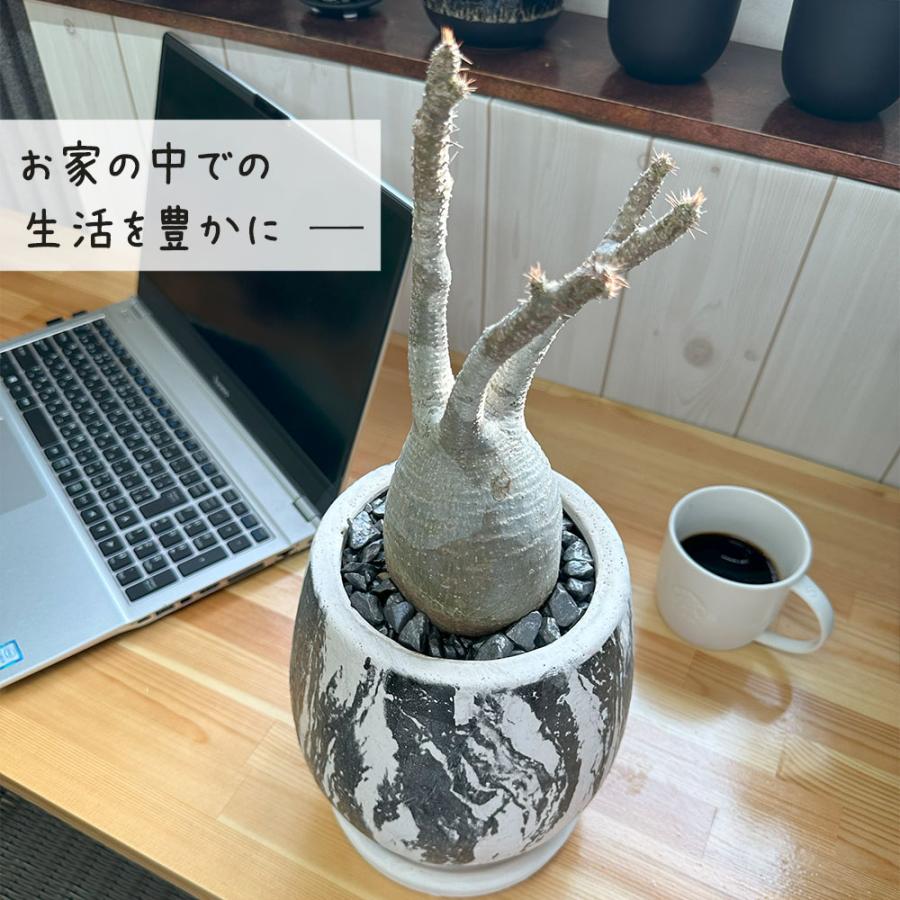 観葉植物 おしゃれ パキポディウム ロスラーツム グラキリス 【現品