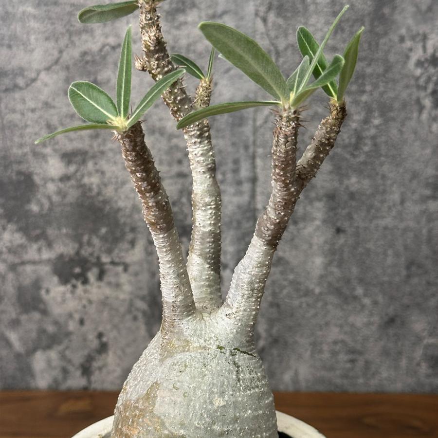 観葉植物 お中元 おしゃれ パキポディウム ロスラーツム グラキリス