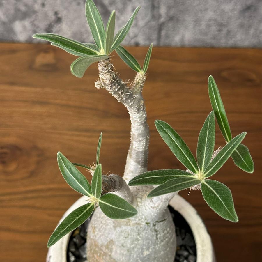 観葉植物 お中元 おしゃれ パキポディウム ロスラーツム グラキリス