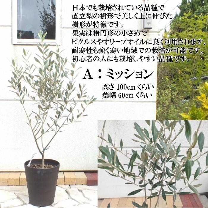 オリーブ ミッション ワシントン ホジブランコ 7号 クラフトポット