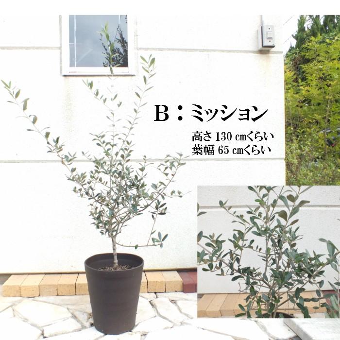 オリーブ ミッション ワシントン ホジブランコ 7号 クラフトポット