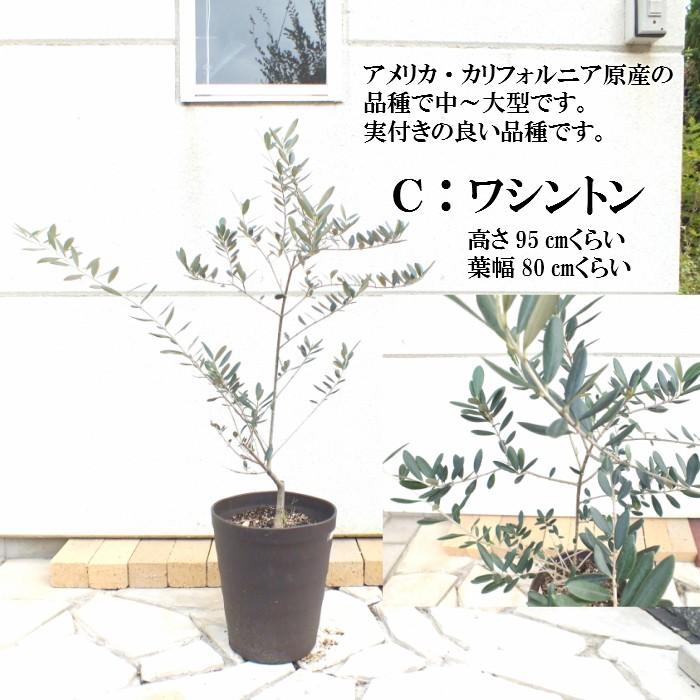 オリーブ ミッション ワシントン ホジブランコ 7号 クラフトポット