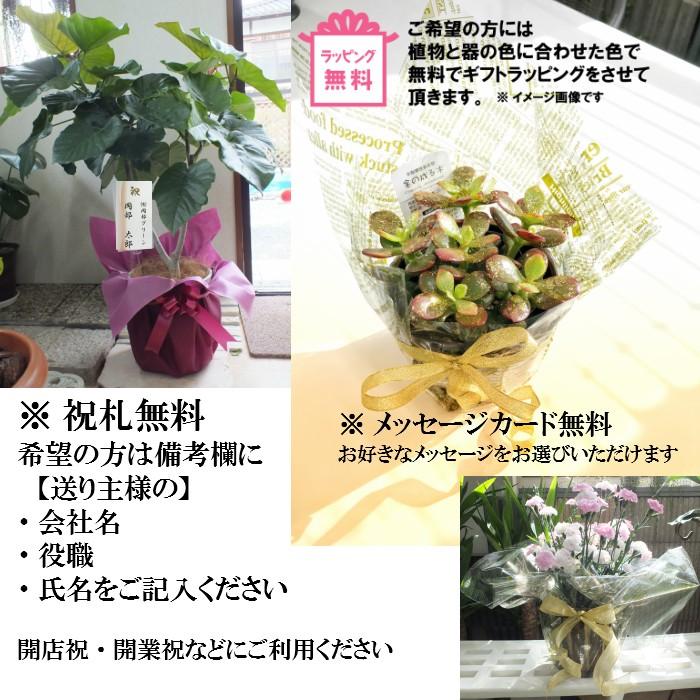 オリーブ ミッション ワシントン ホジブランコ 7号 クラフトポット