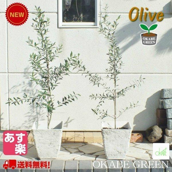 オリーブ アルベキナ 8号 観葉植物 おしゃれ お祝い プレゼント ギフト風水 種類一覧 シンボルツリー 鉢植え Ol 174 1 Okabe Green 通販 Yahoo ショッピング