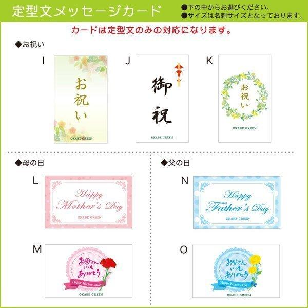 オリーブ アルベキナ 8号 観葉植物 おしゃれ お祝い プレゼント ギフト風水 種類一覧 シンボルツリー 鉢植え Ol 174 1 Okabe Green 通販 Yahoo ショッピング