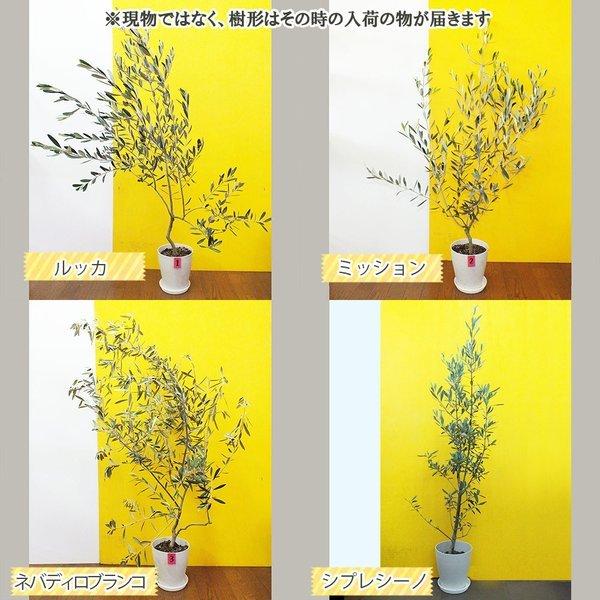 オリーブ 6号 白のプラスチック鉢 観葉植物 おしゃれ お祝い プレゼント ギフト 風水 種類一覧 鉢植え 母の日 Ol 174 Okabe Green Jewelryplant 通販 Yahoo ショッピング