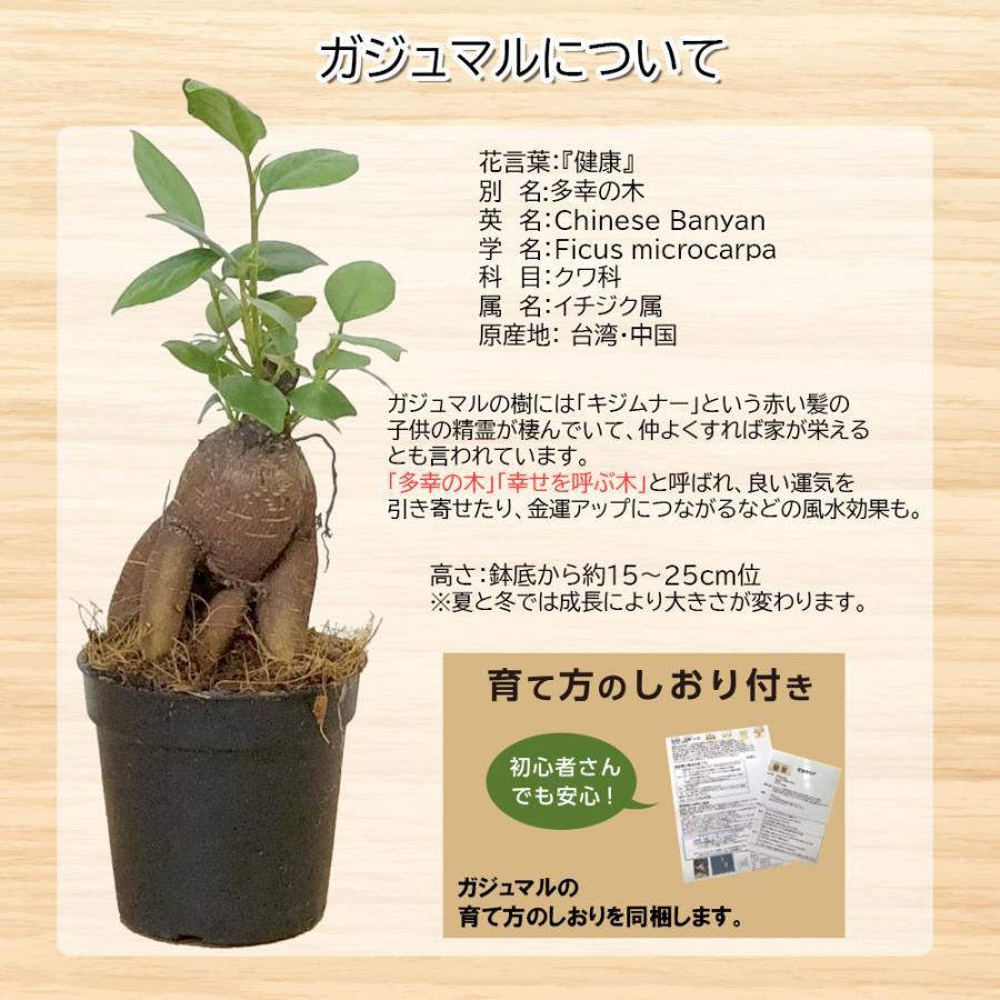 観葉植物 鉢 植え替え 体験 土セット 5000円ポッキリ 植物と土と陶器鉢