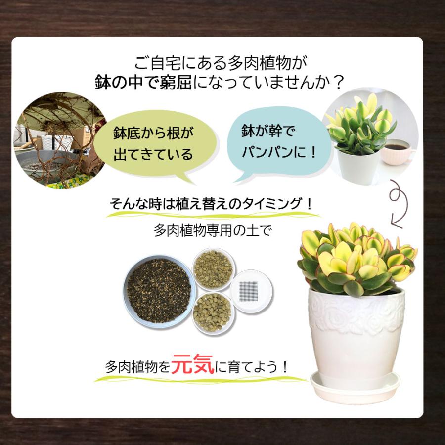 多肉植物用土セット 8号鉢用 多肉植物 観葉植物 土 室内用 鉢植え 鹿沼