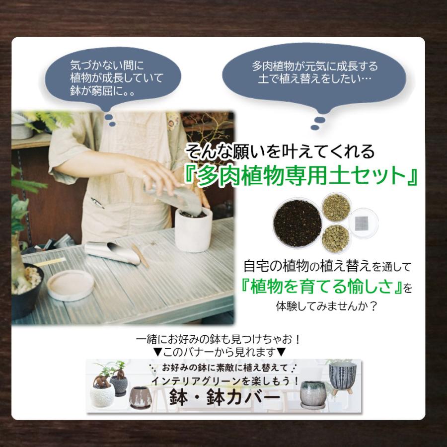 多肉植物用土セット 8号鉢用 多肉植物 観葉植物 土 室内用 鉢植え 鹿沼