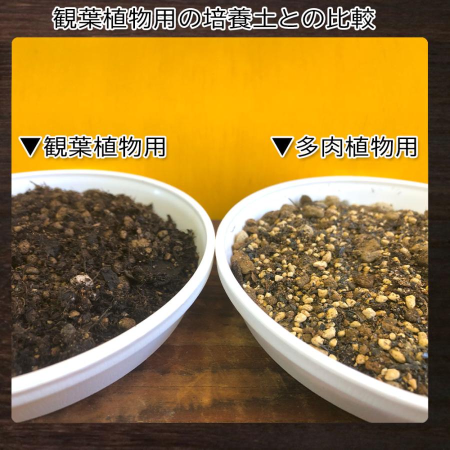 多肉植物用 土セット 多肉植物 観葉植物 土 室内用 鉢植え 4号 鹿沼土