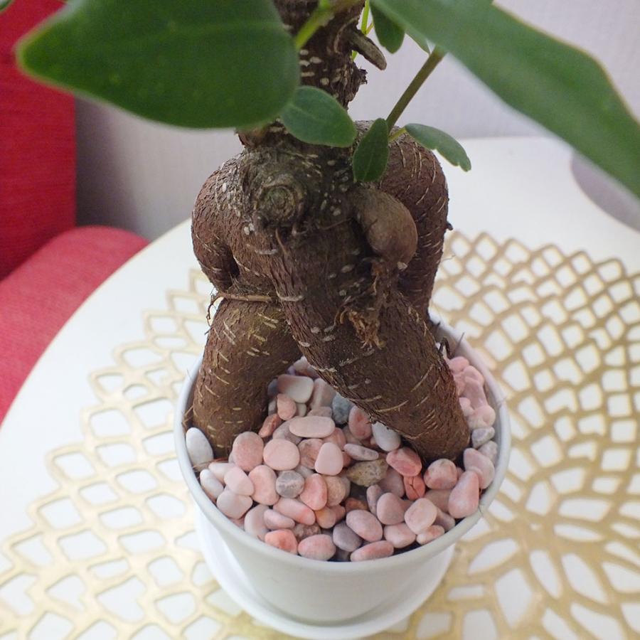 観葉植物 おしゃれ 化粧石 ピンク 400g 飾り石 玉砂利 化粧砂利 お正月用 単品 鉢植え マルチング  送料別 植え替えオプション |  | 02