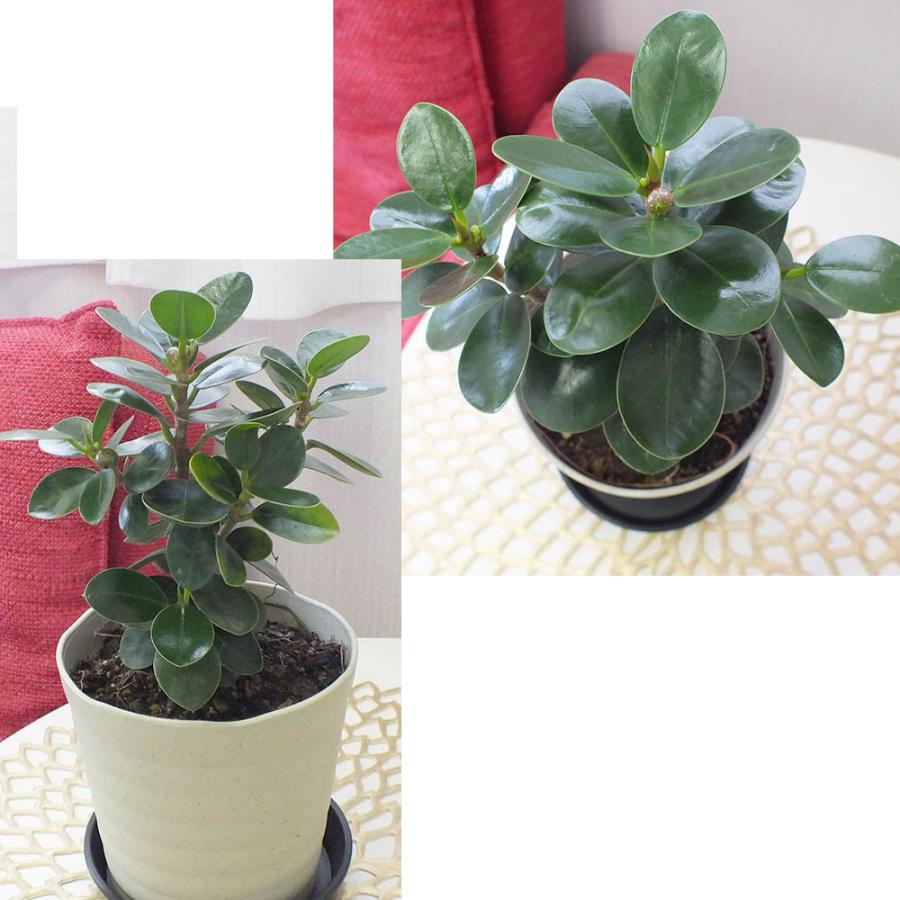 パンダガジュマル 5号 アイボリーのセラアート鉢 ピンク石付 受皿付 観葉植物 おしゃれ お祝い プレゼント ギフト 風水 種類一覧 黒皿付 母の日 Pg 308 1 Okabe Green Jewelryplant 通販 Yahoo ショッピング