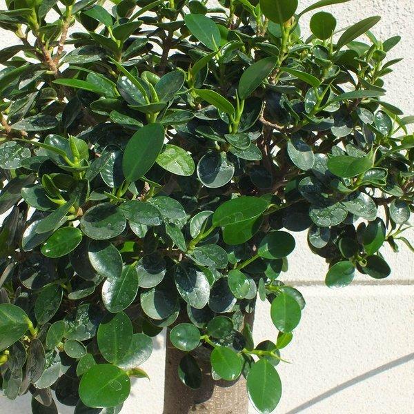 パンダガジュマル 5号 丸いな陶器鉢 観葉植物 おしゃれ お祝い プレゼント ギフト風水 種類一覧 鉢植え 母の日 Pg 308 Okabe Green 通販 Yahoo ショッピング