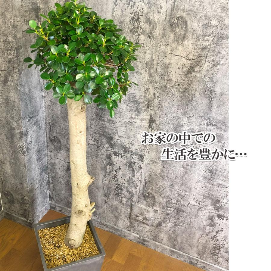 観葉植物 お中元 おしゃれ 大型 本物 パンダガジュマル フィカス 10号