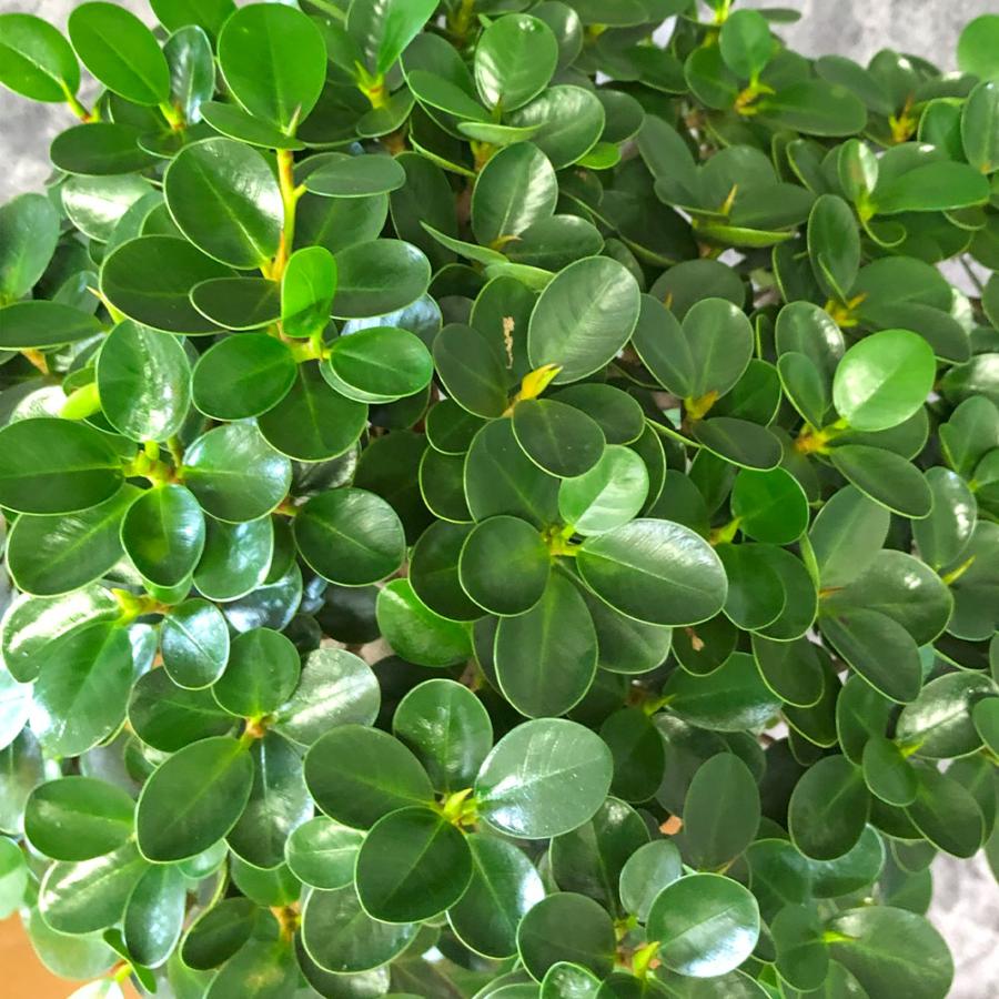 観葉植物 お中元 おしゃれ 大型 本物 パンダガジュマル フィカス 10号
