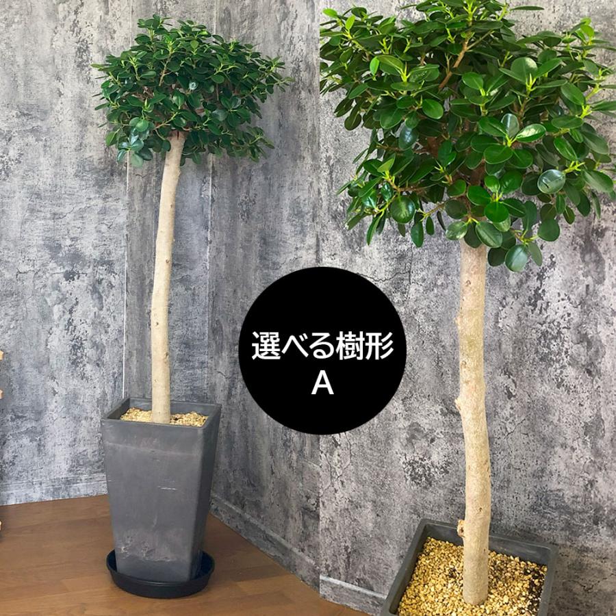 観葉植物 お中元 おしゃれ 大型 本物 パンダガジュマル フィカス 10号