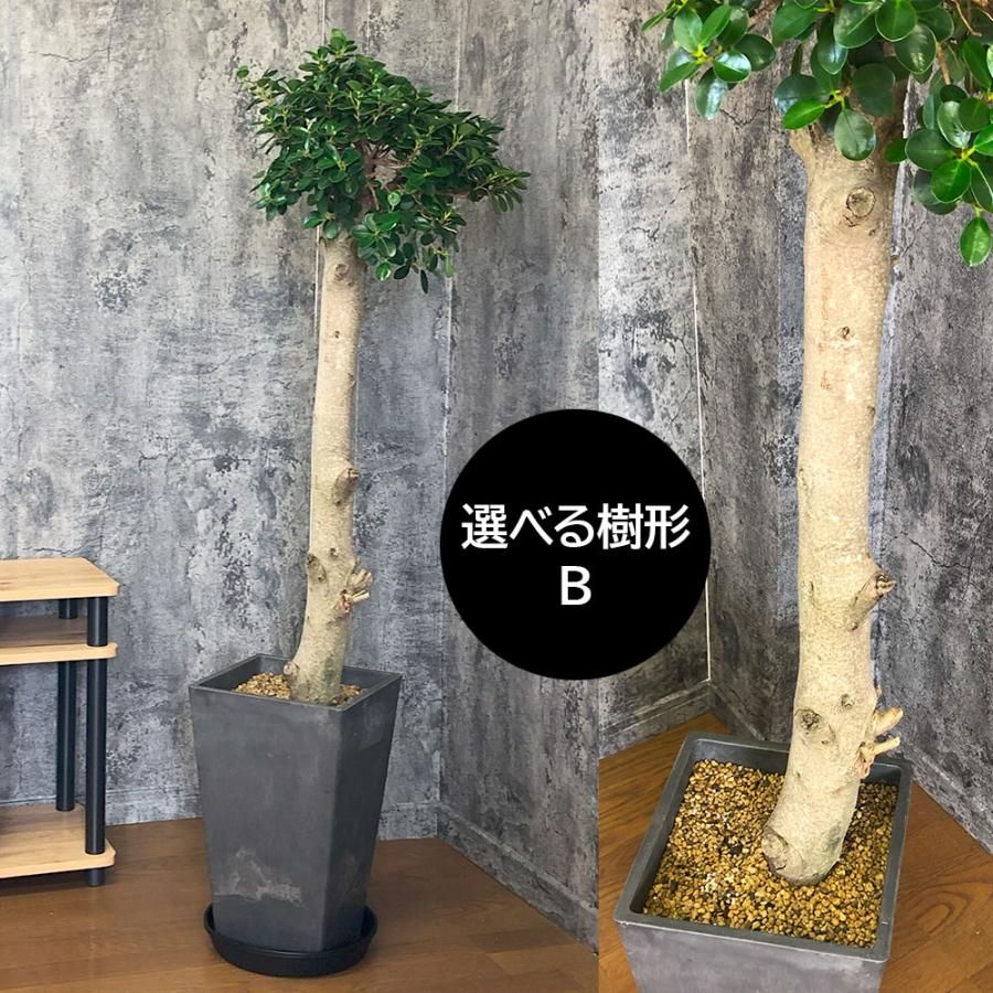 観葉植物 お中元 おしゃれ 大型 本物 パンダガジュマル フィカス 10号