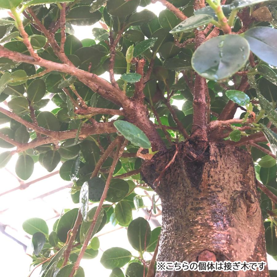 観葉植物 お中元 おしゃれ 大型 本物 パンダガジュマル フィカス 10号