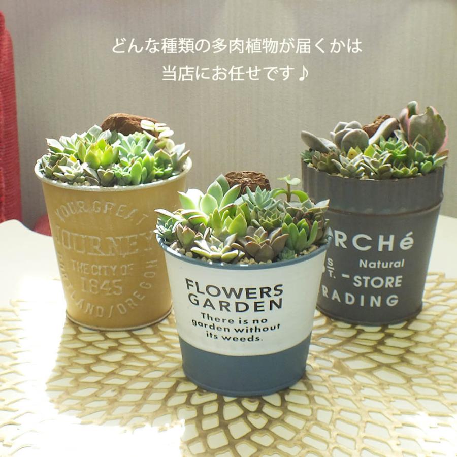 観葉植物 多肉植物 多肉 寄せ植え ミニ ブリキ缶 受皿付 観葉植物 多肉植物 多肉 寄せ植え ミニ ブリキ缶 受皿付