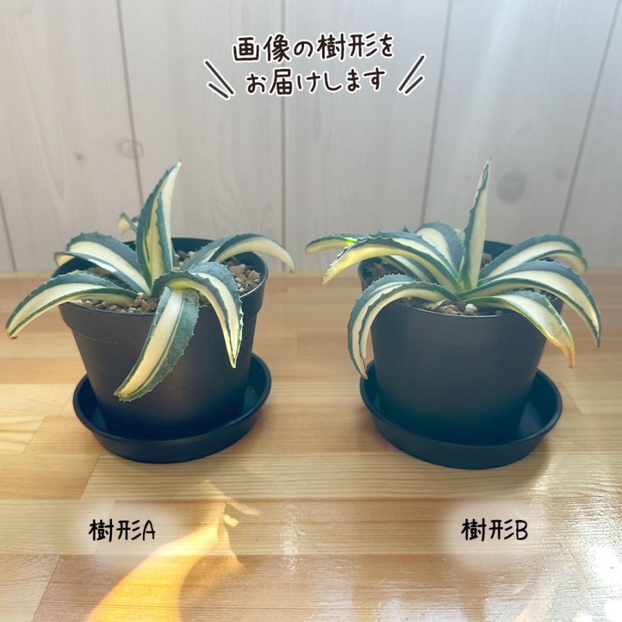 鉢植え 観葉植物 アガベ アメリカーナ メディオピクタ 3.5号 黒 鉢植え 観葉植物 アガベ アメリカーナ メディオピクタ 3.5号 黒
