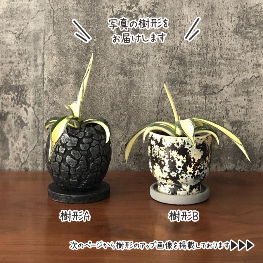 鉢植え 観葉植物 アガベ アメリカーナ メディオピクタ 3.5号 黒