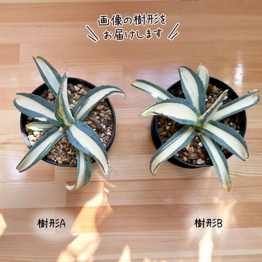 鉢植え 観葉植物 アガベ アメリカーナ メディオピクタ 3.5号 黒