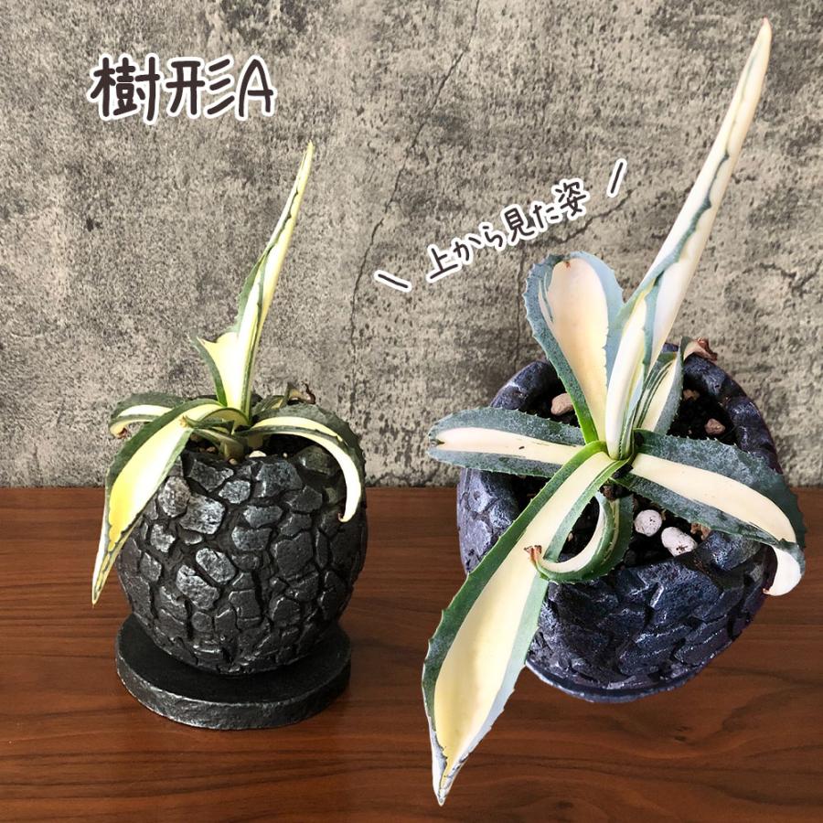 鉢植え 観葉植物 アガベ アメリカーナ メディオピクタ 3.5号 黒