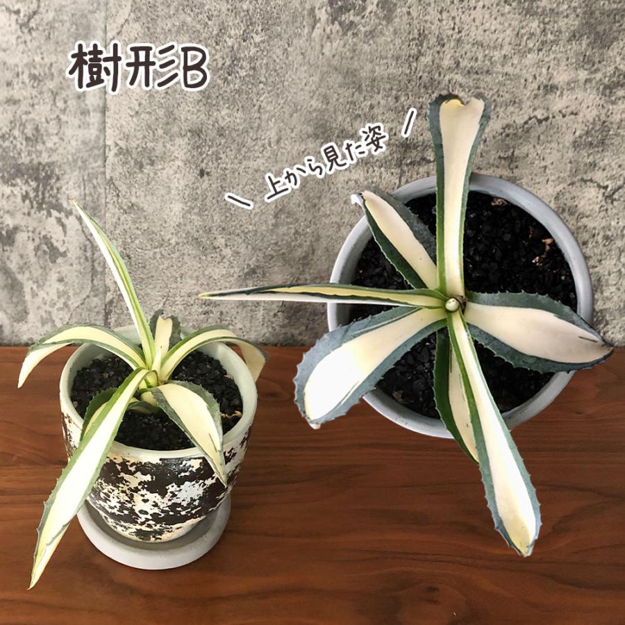鉢植え 観葉植物 アガベ アメリカーナ メディオピクタ 3.5号 黒
