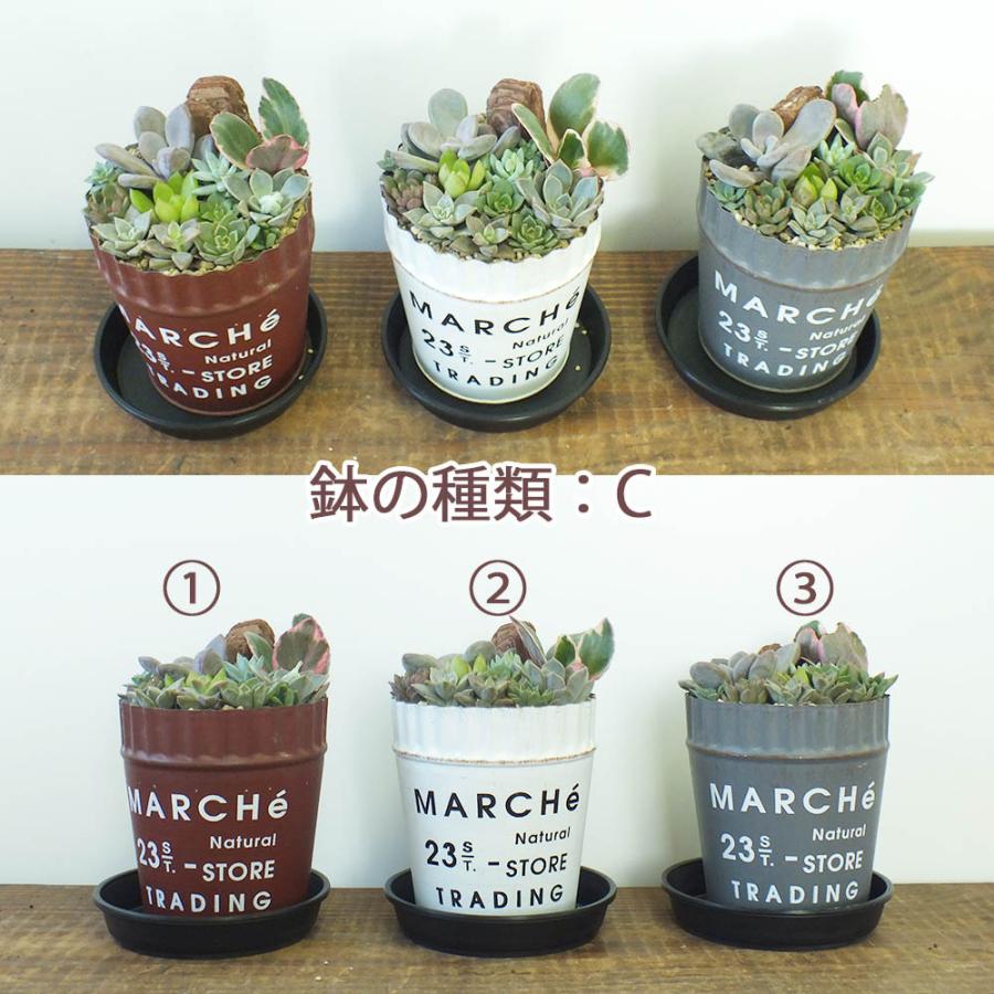 多肉植物 ブリキ缶 ポットごと発送 Clinicaenne Com Br