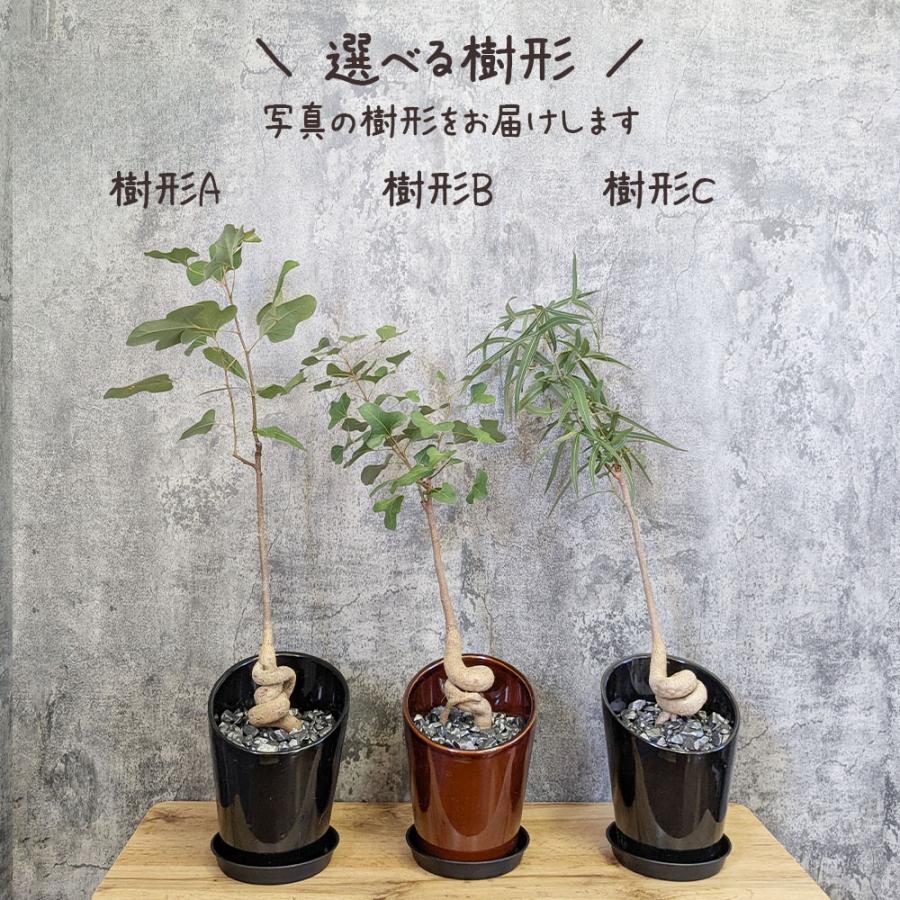 観葉植物 ボトルツリー ブラキキトン ポプルネウス 選べる樹形 6号