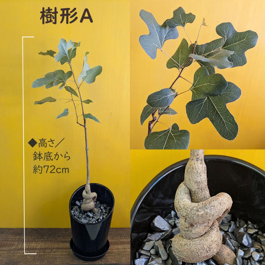 観葉植物 ボトルツリー ブラキキトン ポプルネウス 選べる樹形 6号