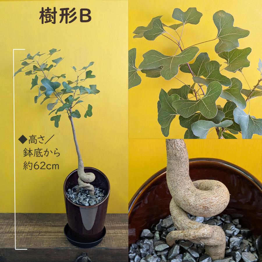 ☆ ボトルツリー•ポプルネウス♪ 陶器 124cm♪ 観葉植物 ボトルツリー ブラキキトン ポプルネウス 選べる樹形 6号