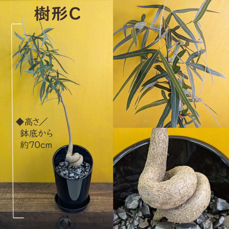 ☆ ボトルツリー•ポプルネウス♪ 陶器 124cm♪ 観葉植物 ボトルツリー ブラキキトン ポプルネウス 選べる樹形 6号