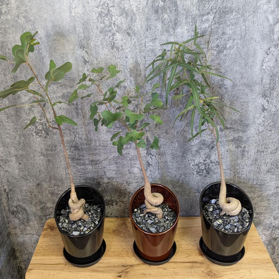 観葉植物 ボトルツリー ブラキキトン ポプルネウス 選べる樹形 6号