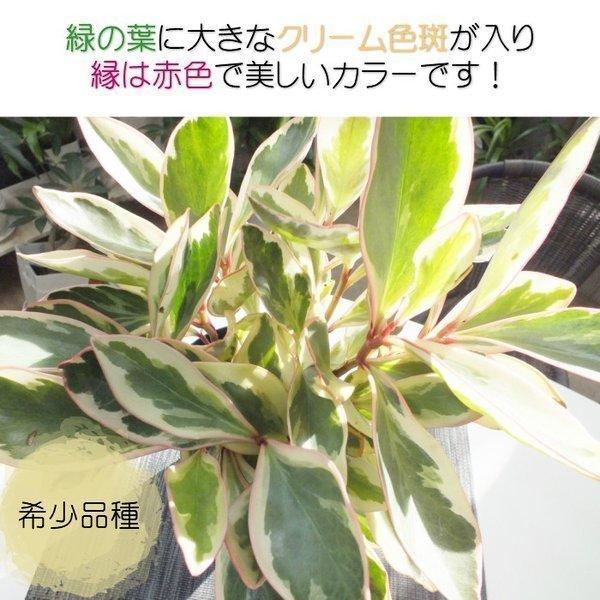 ペペロミア ジェリーライト 観葉植物 おしゃれ お祝い プレゼント ギフト 風水 種類一覧 希少品種 敬老の日 Pp 170 Ss11 Okabe Green Jewelryplant 通販 Yahoo ショッピング