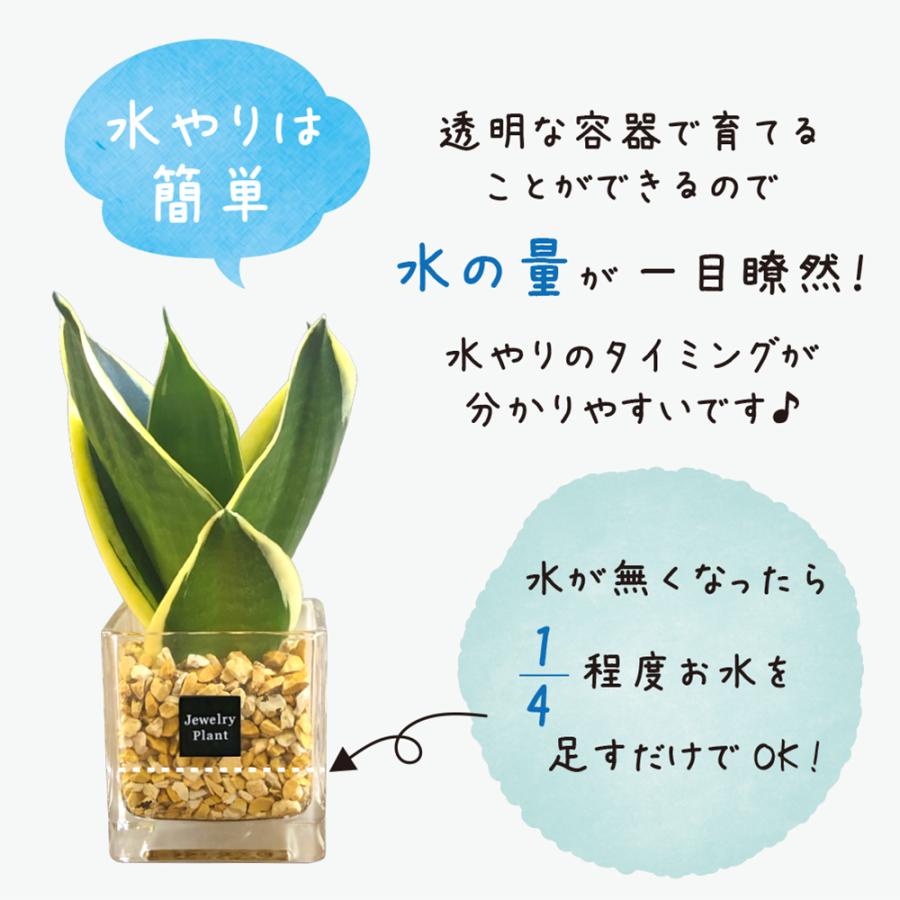 ハイドロカルチャー アイビー ヘデラ 観葉植物 土なし おしゃれ ベージュ ゼオライト 選べる器 ミニ 観葉  敬老 プレゼント ギフト 誕生日 初心者 小さい |  | 05