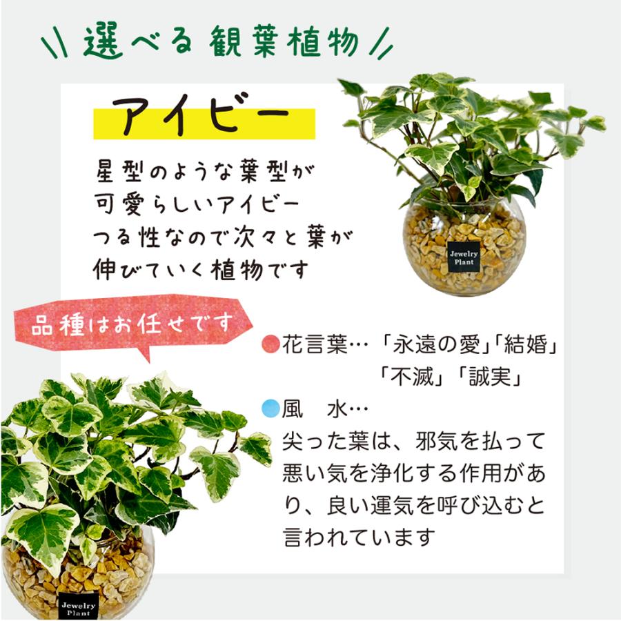 ハイドロカルチャー アイビー ヘデラ 観葉植物 土なし おしゃれ ベージュ ゼオライト 選べる器 ミニ 観葉  敬老 プレゼント ギフト 誕生日 初心者 小さい |  | 06