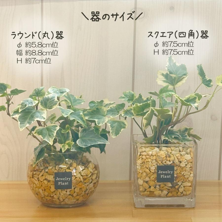 ハイドロカルチャー アイビー ヘデラ 観葉植物 お中元 土なし おしゃれ