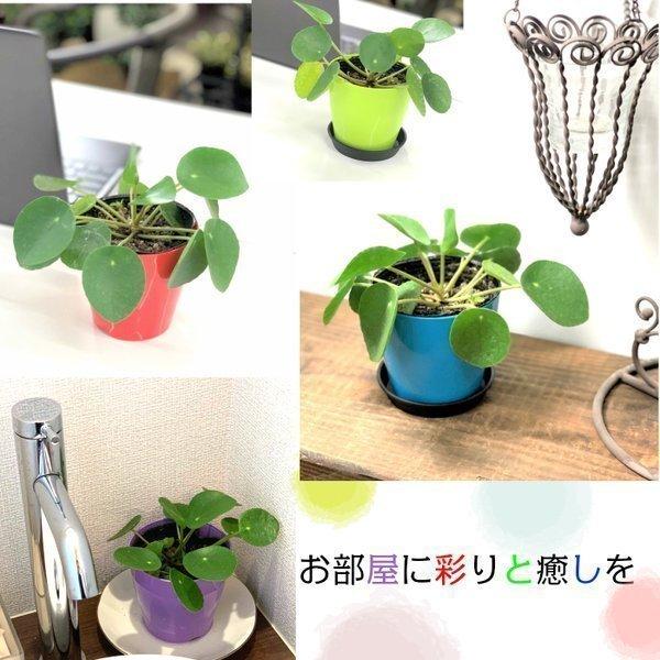 ピレア ペペロミオイデス 3 5号 カラープラスチック鉢 観葉植物 おしゃれ お祝い プレゼント ギフト 風水 種類一覧 敬老の日 Pp 245 2 Okabe Green Jewelryplant 通販 Yahoo ショッピング