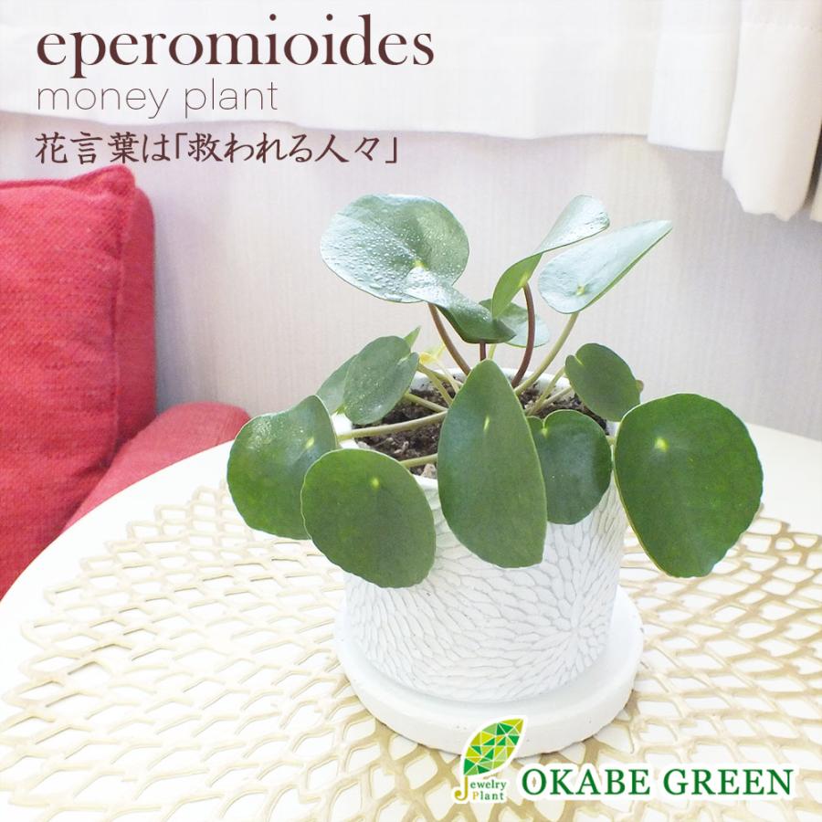 ピレア ペペロミオイデス 白か黒 選べるデザイン筒陶器鉢 ソーサー付 観葉植物 おしゃれ お祝い プレゼント ギフト 風水 種類一覧 母の日 Pp 245 3 Okabe Green Jewelryplant 通販 Yahoo ショッピング