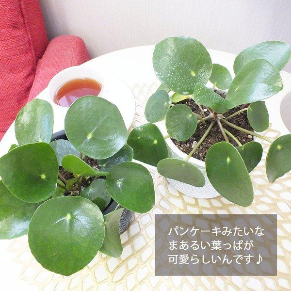 ピレア ペペロミオイデス 白か黒 選べるデザイン筒陶器鉢 ソーサー付 観葉植物 おしゃれ お祝い プレゼント ギフト 風水 種類一覧 母の日 Pp 245 3 Okabe Green Jewelryplant 通販 Yahoo ショッピング