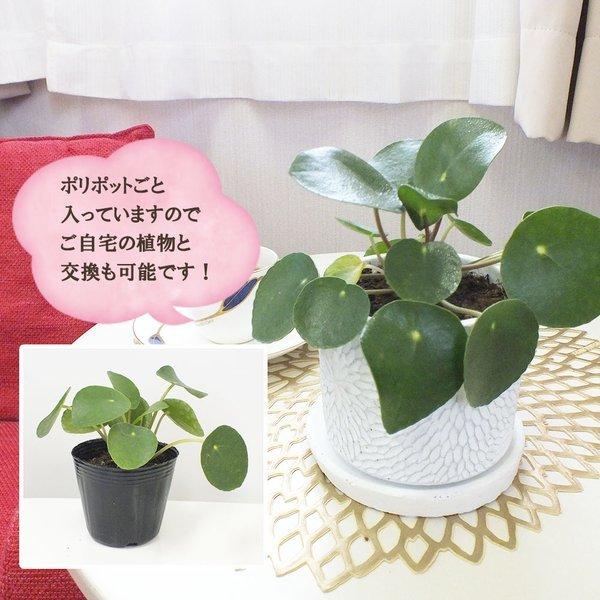 ピレア ペペロミオイデス 白か黒 選べるデザイン筒陶器鉢 ソーサー付 観葉植物 おしゃれ お祝い プレゼント ギフト 風水 種類一覧 母の日 Pp 245 3 Okabe Green Jewelryplant 通販 Yahoo ショッピング