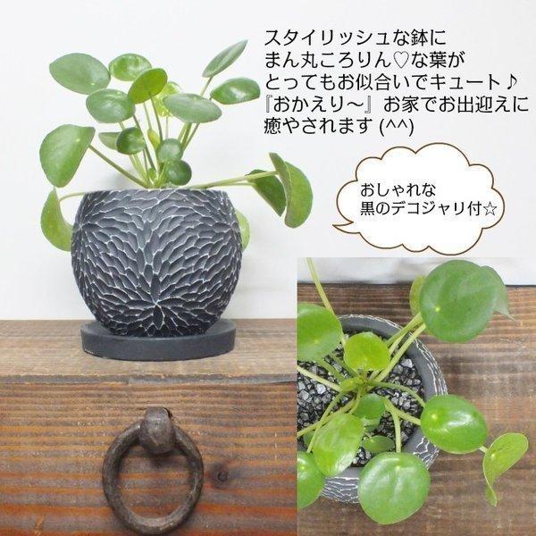 ピレア ペペロミオイデス 黒か白の選べる丸陶器 ソーサー付き 観葉植物 おしゃれ お祝い プレゼント ギフト 風水 種類一覧 お中元 Pp 245 Okabe Green Jewelryplant 通販 Yahoo ショッピング