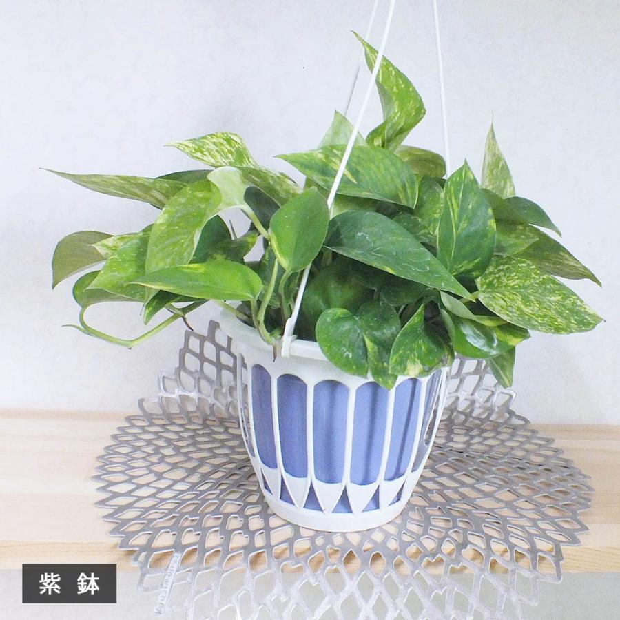 観葉植物 ハートの葉っぱ おしゃれ 室内 ポトス グリーン ライム