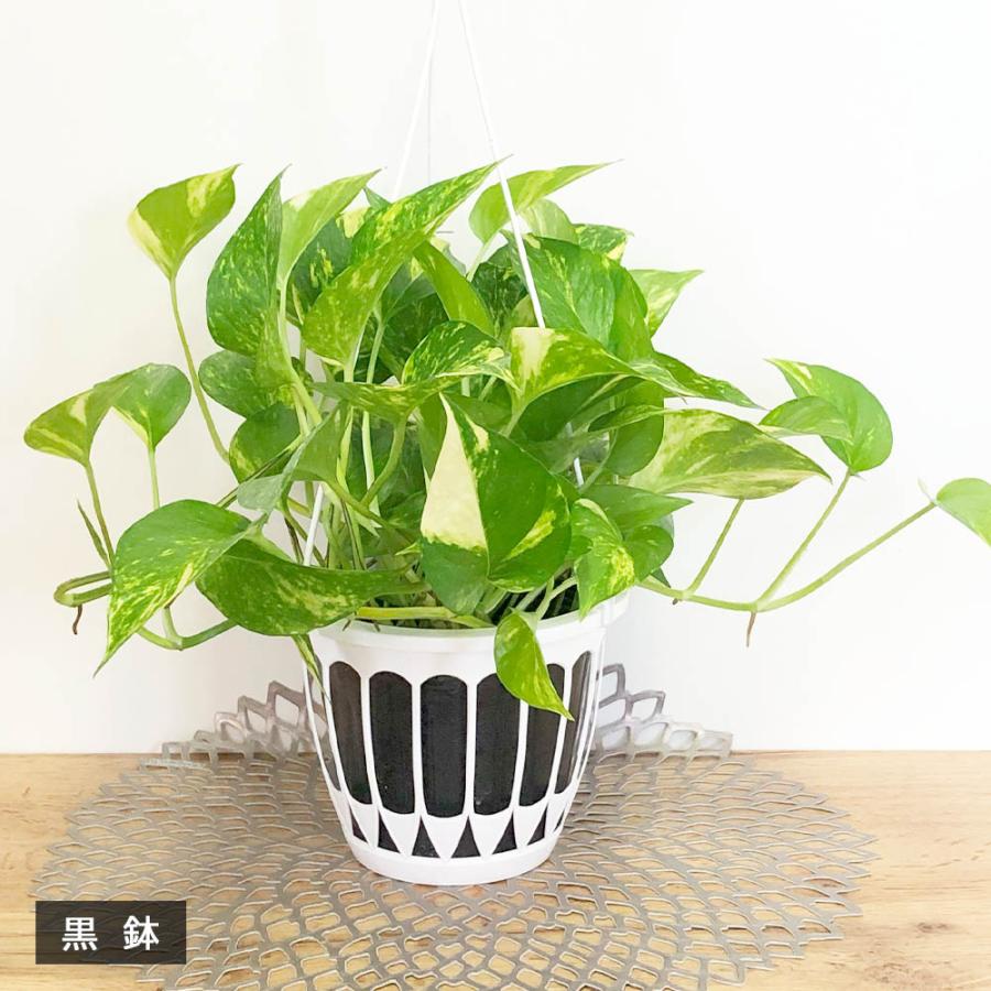 観葉植物 お中元 ハートの葉っぱ おしゃれ 室内 ポトス グリーン