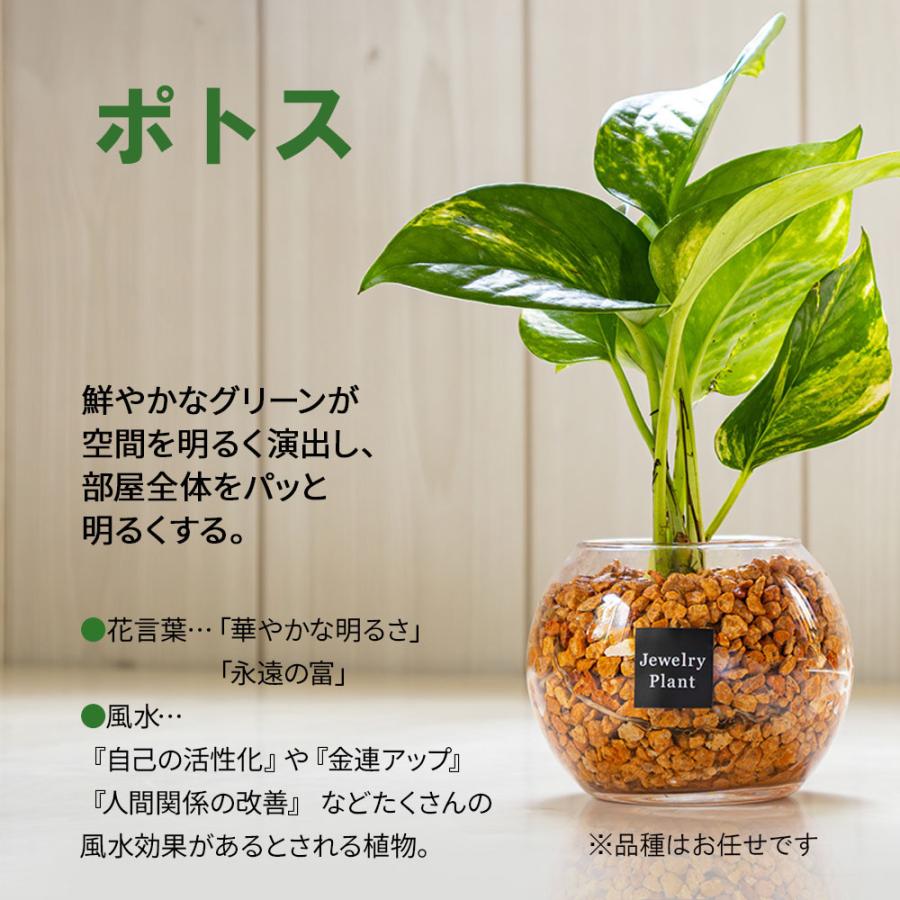 ハイドロカルチャー ポトス 観葉植物 お中元 土なし おしゃれ オレンジ