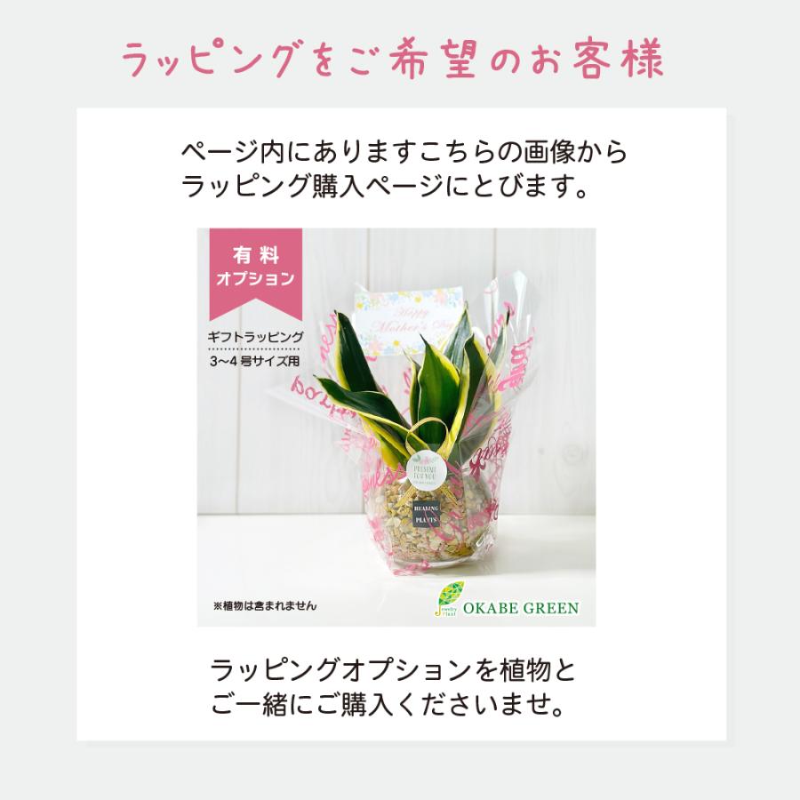 ハイドロカルチャー ポトス 観葉植物 土なし おしゃれ オレンジ