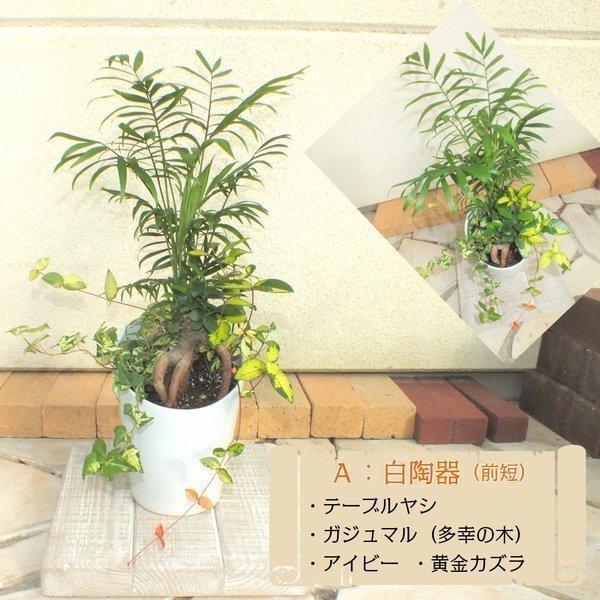 敬老の日 マイスター監修 寄せ植 6号 テーブルヤシ オーガスタ ガジュマル 銀竜 アイビー 黄金カズラ 商売繁盛の木 多幸の木 観葉植物 おしゃれ 風水 Sa 562 1 Okabe Green Jewery Plant 通販 Yahoo ショッピング